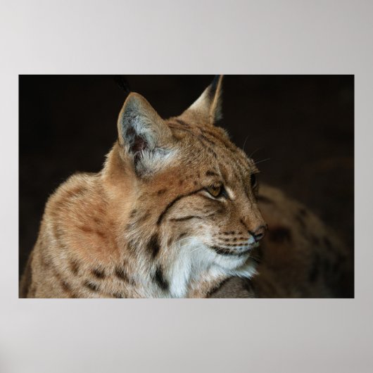 Intense Gaze: Close-up van een Lynx Poster (Voorkant)