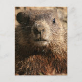 Intense Groundhog Close-up Wildlife Briefkaart (Voorkant)