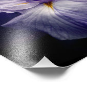 Intense Japanse Iris Flower Close Up 8x10 Foto Afdruk (Hoek)