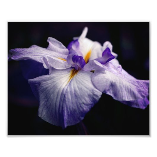 Intense Japanse Iris Flower Close Up 8x10 Foto Afdruk (Voorkant)