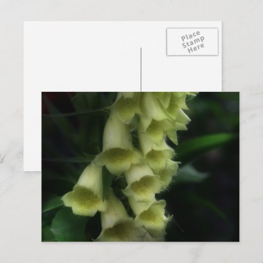 Intense oxyhandschoenen Bloem Briefkaart (Voorkant / Achterkant)