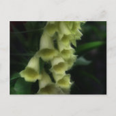 Intense oxyhandschoenen Bloem Briefkaart (Voorkant)