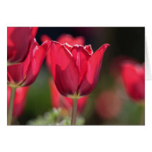 Intense Red Tulip