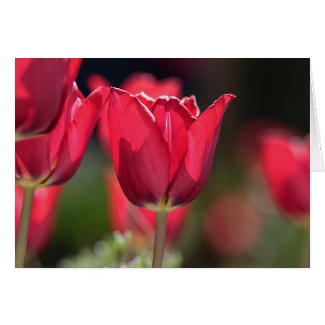 Intense Red Tulip (Voorkant Horizontaal)