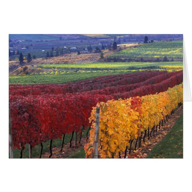 Intense rode en gele valkleuren op Gehring (Voorkant Horizontaal)