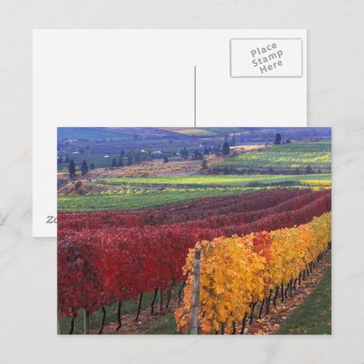 Intense rode en gele valkleuren op Gehring Briefkaart (Voorkant / Achterkant)