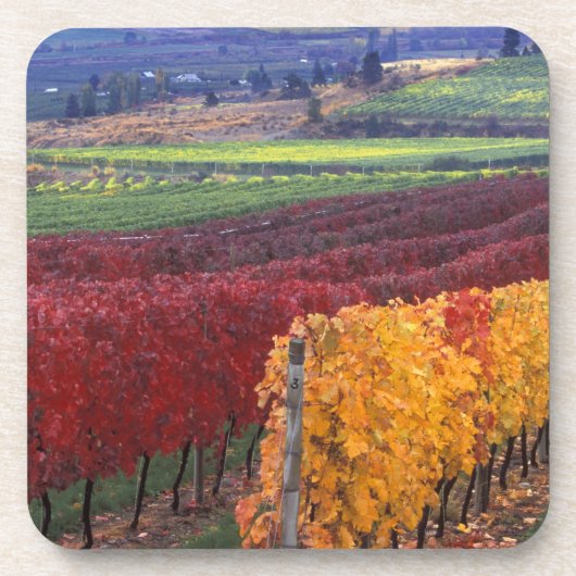 Intense rode en gele valkleuren op Gehring Drankjes Onderzetter (Voorkant)