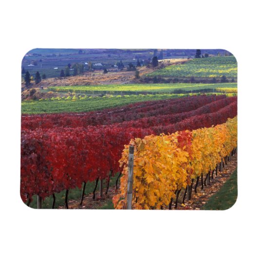 Intense rode en gele valkleuren op Gehring Magneet (Horizontaal)