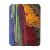 Intense rode en gele valkleuren op Gehring Magneet (Verticaal)