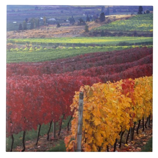 Intense rode en gele valkleuren op Gehring Tegeltje (Voorkant)