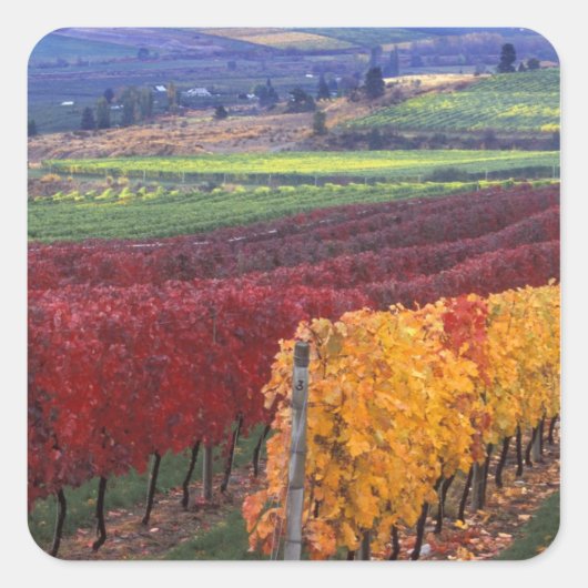 Intense rode en gele valkleuren op Gehring Vierkante Sticker (Voorkant)