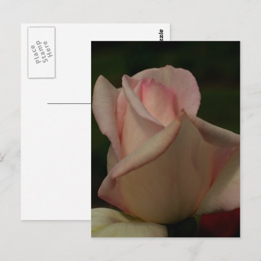Intense Rosebud Flower Briefkaart (Voorkant / Achterkant)