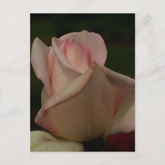 Intense Rosebud Flower Briefkaart (Voorkant)