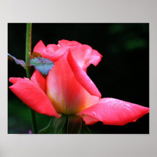 Intense roze rosebud en regendruppels poster
