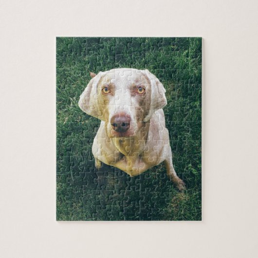 Intense Weimaraner Legpuzzel (Verticaal)