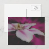Intense White Clematis Flower Briefkaart (Voorkant / Achterkant)
