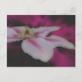 Intense White Clematis Flower Briefkaart (Voorkant)