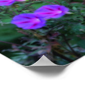 Intense Wild Morning Glory Flowers Poster (Hoek)