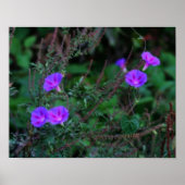 Intense Wild Morning Glory Flowers Poster (Voorkant)