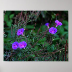 Intense Wild Morning Glory Flowers Poster