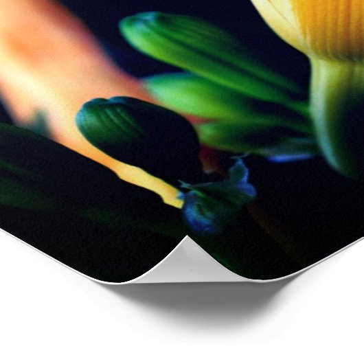 Intense Yellow Lily Flower Mirror Abstract Poster (Hoek)
