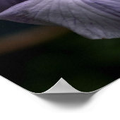 Intensieve Japanse irisbloem Sluiten Poster (Hoek)