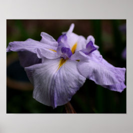 Intensieve Japanse irisbloem Sluiten Poster
