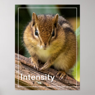 Intensiteit Chipmunk Stare Poster