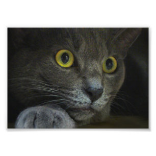 Intensiteit Fotoafdrukken Foto Afdruk