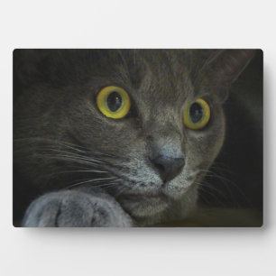 Intensiteit Fotoplaque Fotoplaat