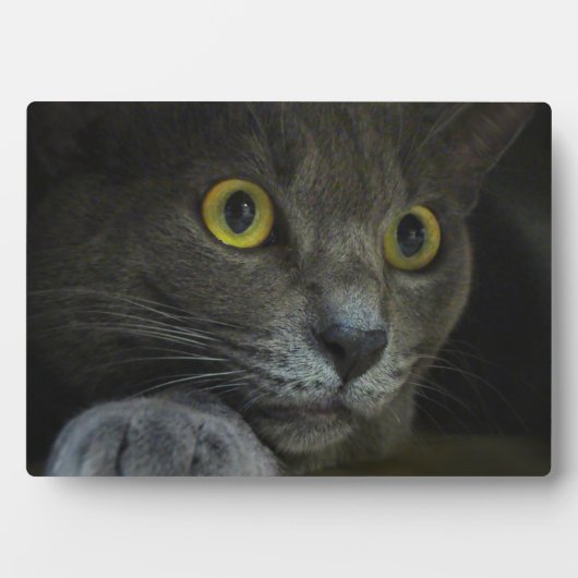 Intensiteit Fotoplaque Fotoplaat (voorkant)