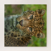 Intensiteit van Jaguar Legpuzzel (Horizontaal)