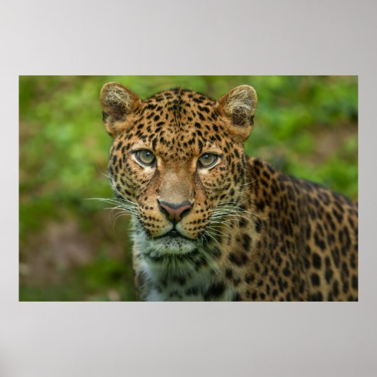 Intensiteit van Jaguar Poster (Voorkant)