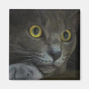 Intensiteitsmagneet Magneet