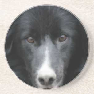 Intent Border Collie Face Dog Animal Onderzetter