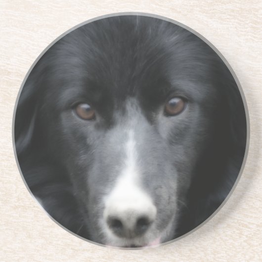 Intent Border Collie Face Dog Animal Onderzetter (Voorkant)