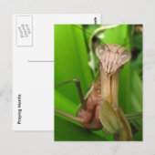 Intent Mantis ~ briefkaart (Voorkant / Achterkant)