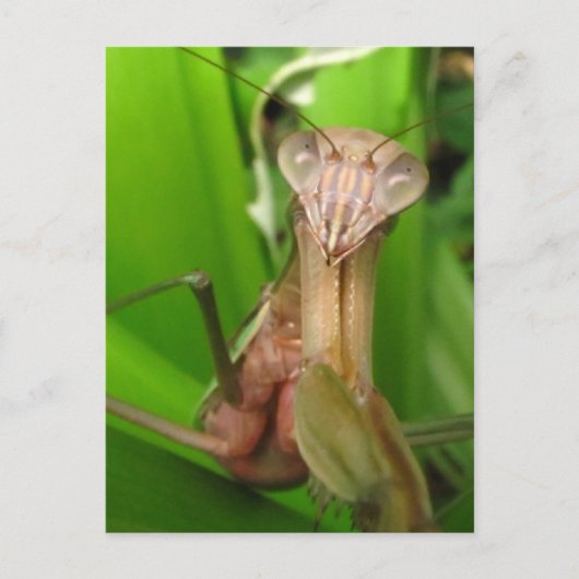 Intent Mantis ~ briefkaart (Voorkant)
