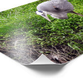 Intent Reiger Foto Afdruk (Hoek)