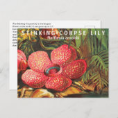 Interessante feiten Grootste bloem Briefkaart (Voorkant / Achterkant)