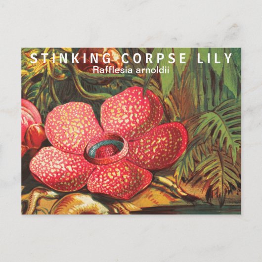 Interessante feiten Grootste bloem Briefkaart (Voorkant)