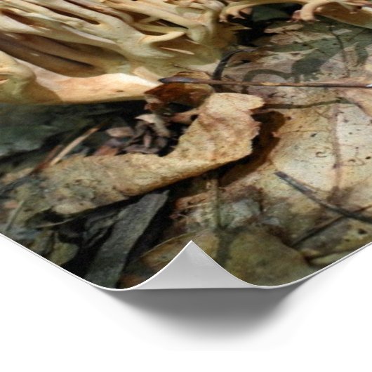 Interessante Wild Mushrooms Mirror Abstract Poster (Hoek)