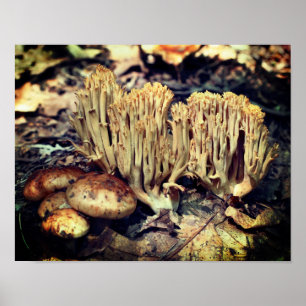 Interessante wilde paddenstoelen poster