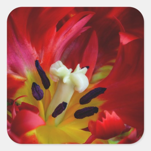 Interieur van papegaai tulp bloem vierkante sticker (Voorkant)