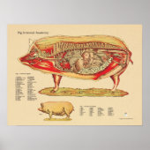 Intern organigram varkensdiergeneeskunde poster (Voorkant)