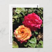 International Roos Test Garden, Portland, Oregon P Briefkaart (Voorkant / Achterkant)