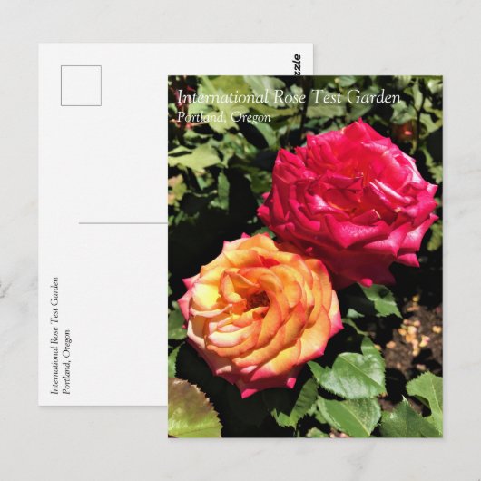 International Roos Test Garden, Portland, Oregon P Briefkaart (Voorkant / Achterkant)