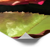 International Roos Test Garden, Portland, Oregon Poster (Hoek)