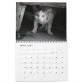 Internationale Cats Kalender (Jan 2027)