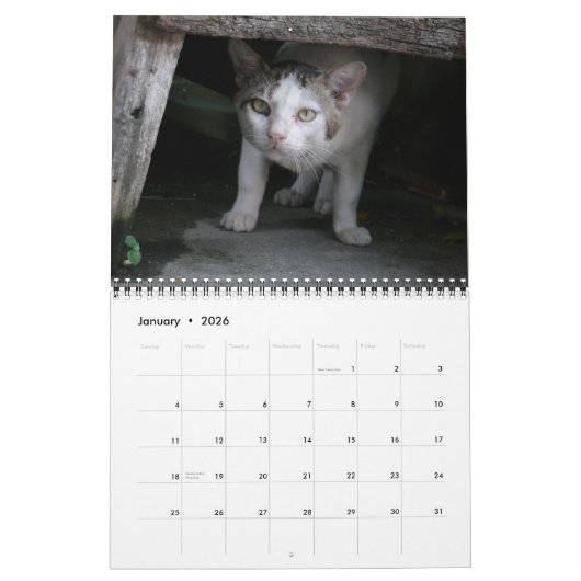 Internationale Cats Kalender (Jan 2026)
